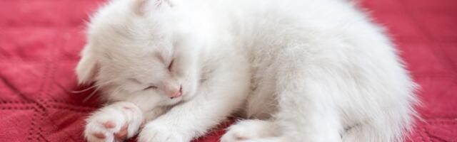 Mačke utiču na naš mentalno zdravlje! Saznajte i na koji način