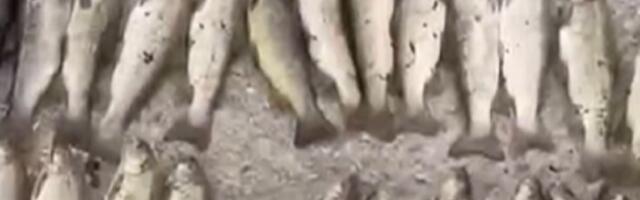 Nezapamćen ekocid kod Novog Pazara: Reka Raška ostala bez živog sveta (VIDEO)