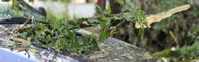 Snažno nevreme oborilo drvo na auto-putu Novi Sad - Beograd (VIDEO)