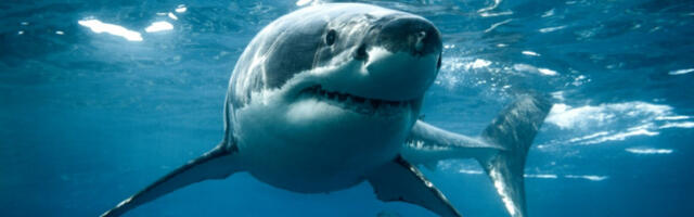 Научници открили: Трагови кокаина и кофеина у ајкулама