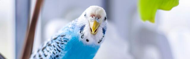 Kako da PTICA U STANU bezbedno prebrodi ZIMU: Najvažniji saveti za toplotu, vlagu i ishranu