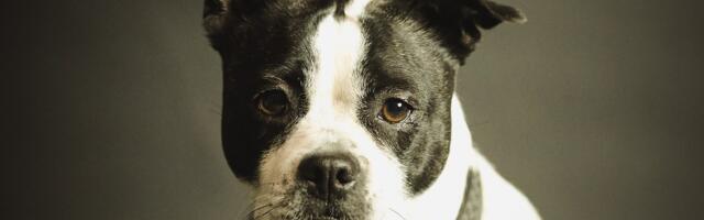 Zašto pas postaje nemiran pre oluje