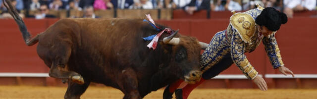 Тешко повређен тореадор приликом борбе са биковима