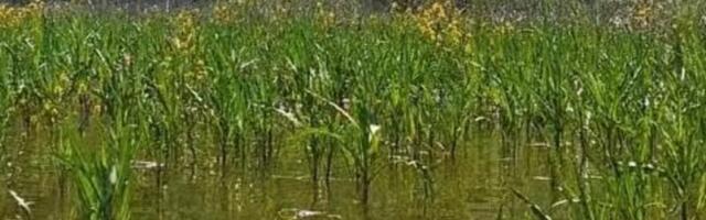 Ne, ovo nije Amazonija, već naša Srbija: Rode, čaplje, divlje patke, srne... Na samo sat vremena od Beograda (FOTO)