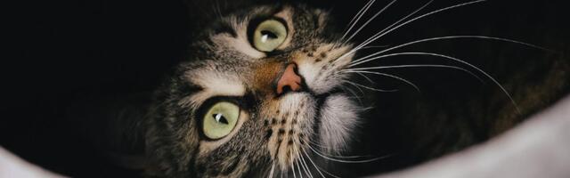 FOTO, VIDEO Posle 30 godina: Primećena ugrožena vrsta divlje mačke na Tajlandu