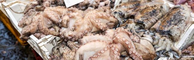 Meksiko zabranjuje uzgoj hobotnica: Više od 50% smrtnosti i kanibalizam otkrili pravu cenu industrije