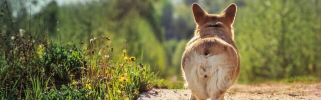 Dragi vlasnici, priznajte: Koliko vas oseća TUGU zbog GUBITKA svog ljubimca iako je on još ŽIV?