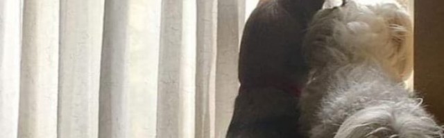 POSLE TEŠKE OPERACIJE SAMO SAM ZBOG NJIH USTAJALA IZ KREVETA! Mazu sam usvojila i to je najbolja odluka! /FOTO/