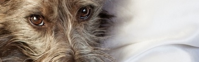 Nekoliko simptoma koji ukazuju da vaš pas ima povišenu temperaturu