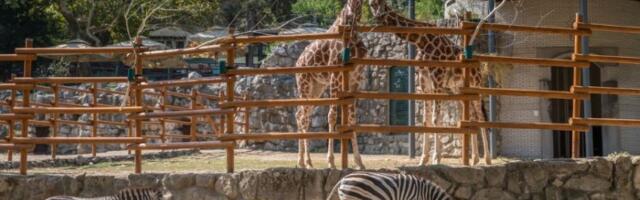 Očevidac snimio odbeglu zebru: Uplašena životinja u trku, pogledajte VIDEO