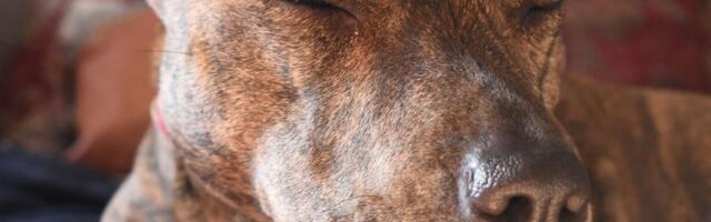 Pitbul koji je ubio dete (2) mnogi žele da udome! "Jedno kod tog psa me brine, to nikad nisam video"