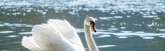 Птичји грип се појавио у Словенији