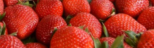 Jagode na početku sezone 13 evra za kilogram: Austrijske cene koje bole!