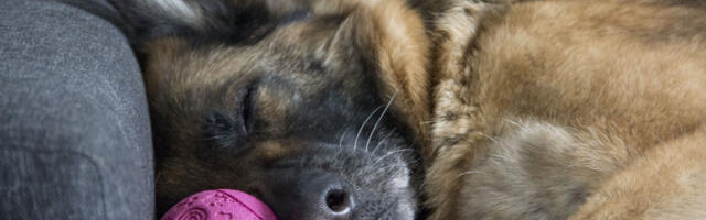 Veterinari upozoravaju: Nikada ne budite psa na prepad, posledice mogu da budu ozbiljne