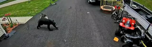 VIDEO: Porodični pas odbranio dečaka od malog medveda