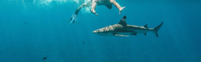 SNIMLJENA NAJVEĆA AJKULA KAKO JURI PREMA POPULARNOM LETOVALIŠTU - Zlosutne reči stručnjaka: "OVO JE POVEZANO SA TRAŽENJEM HRANE"