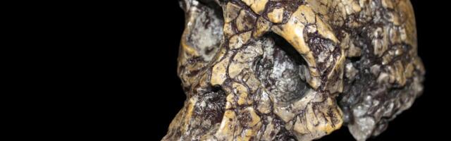 Ovaj pračovek hodao je na dve noge pre 7 miliiona godina