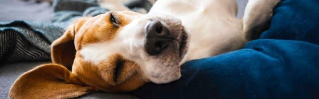 Apneja, nesanica, narkolepsija: Umete li da prepoznate znake poremećaja spavanja kod psa?