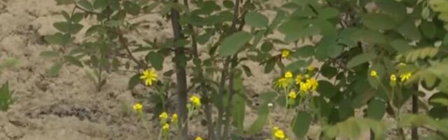 KOMŠIJE U PROLAZU S NEVERICOM RADIVOJU ZAGLEDALE U NJIVU: Otkud ovo u Banatu a nije pšenica?! Redovi mladica dokle pogled seže, a može dobro i da se zaradi!