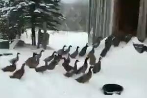 Ипак - не!