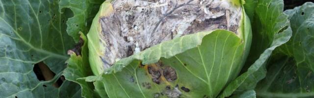 Ovo provereno spašava kupus od plesni: Nema propadanja, a hranljivost je sačuvana