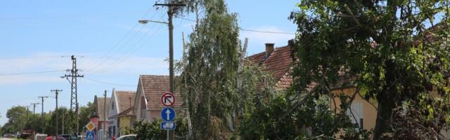 Šok scena na ulicama srpskog grada! Nesvakidašnja životinja se slobodno kreće, građani zabrinuti: Opasno je