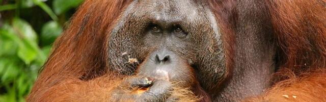 Orangutanima u Indoneziji preti izumiranje