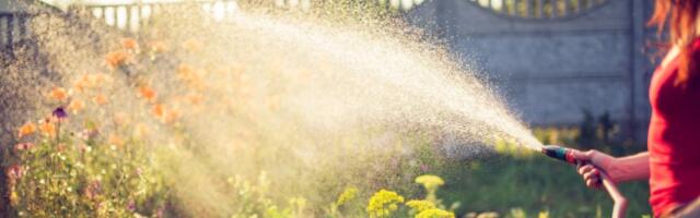 Baštovan otkrio trik kako da se biljke ZALIVAJU SAME ovog leta (VIDEO)