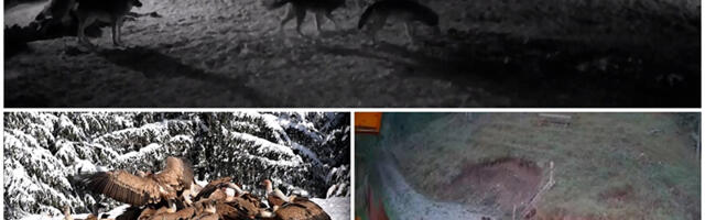 Šakali, vukovi, medvedi: Kamere na Jadovniku beleže posete životinja kojih ranije nije bilo na toj planini (VIDEO)