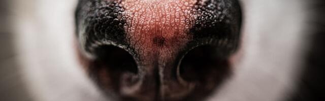 Na njušci vašeg ljubimca vide se obojene promene: Šta je "SNEŽNI NOS" i ima li leka ovoj pojavi