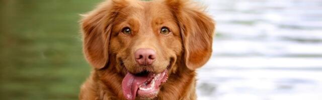 4 saveta kako podstaći psa da pije više vode