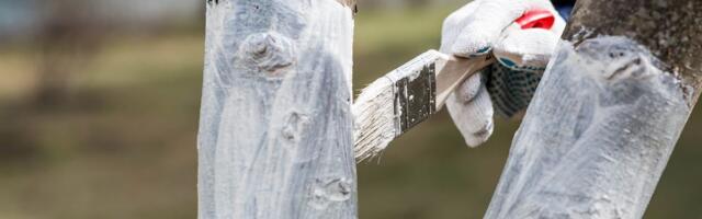 Ako imate voćke u dvorištu, ovo morate znati: Zašto krečenje stabala pravi ključnu razliku