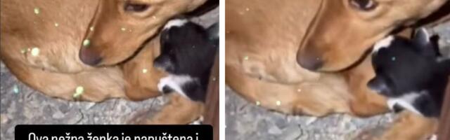 Drama u Beogradu: Pas odvojen od štenaca DOJI tek ROĐENO MAČE, pomajci i bebi hitno potreban smeštaj