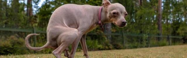 Čudni prirodni faktor koji utiče na to kako psi vrše veliku nuždu