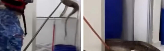 PITON OD 60 KILOGRAMA SRUŠIO PLAFON I UPAO U TOALET Porodica u šoku, objavljen snimak (VIDEO)