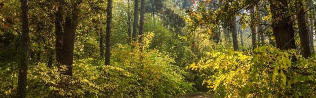 Kako mirisi šume mogu da pomognu u njihovom očuvanju?