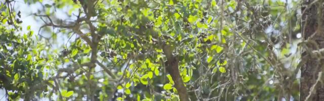 Strašan prizor kod Kraljeva: Obešena je o drvo, ljudi se plaše kako će deca reagovati