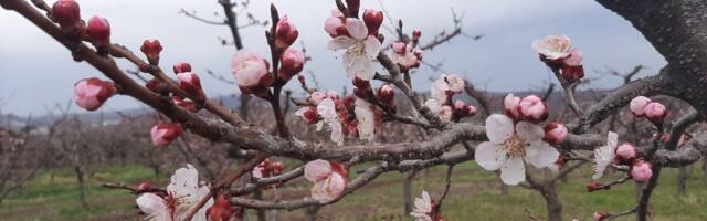 Voćari u čačanskom kraju na mukama: Samo im je ovo na pameti
