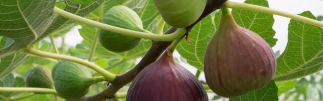 Blago iz prirode! Sok od lista rajskog voća jednostavno morate da probate (VIDEO)