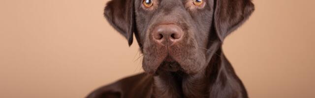 Sebum, vazduh, bakterije i eto nevolje: Zašto neki psi imaju JAK i OŠTAR MIRIS, a drugi ga uopšte nemaju