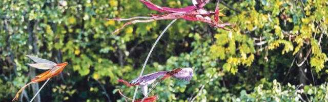 Цветање Тисе у Лондону