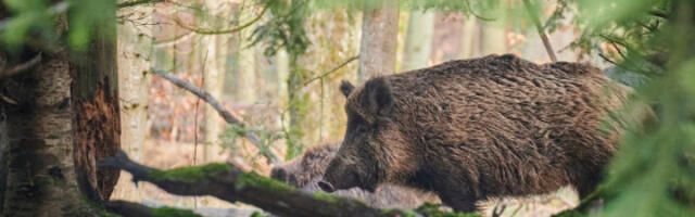 Затворен парк природе у Каталонији због избијања афричке свињске куге
