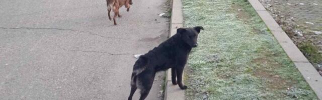 Kreni-Promeni podneo prijave: Godinama zloupotrebljavali budžet namenjen brizi o napuštenim životinjama