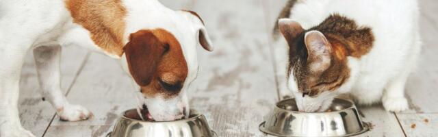 Hrana za pse čini jedan odsto emisije gasova sa efektom staklene bašte u Britaniji