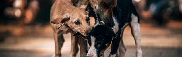 Ujedi vredni 26,8 miliona: Valjevci "presavili tabak" skoro 200 puta zbog napada pasa lutalica