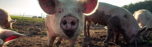 Opaka zaraza se pojavila u Topoli: Veterinari obilaze domaćinstva