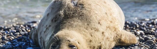 Populacija morskih foka u Čileu porasla sa 20 na čak 200,000