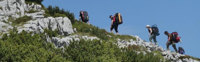 HOROR U PARKU PRIRODE Roj pčela napao planinara: Imao više od 100 uboda, jedva ga izvukli!