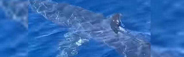 Šok kod obale Pule: Džinovska ajkula od osam metara kružila oko čamca, evo zašto je se ni deca ne plaše