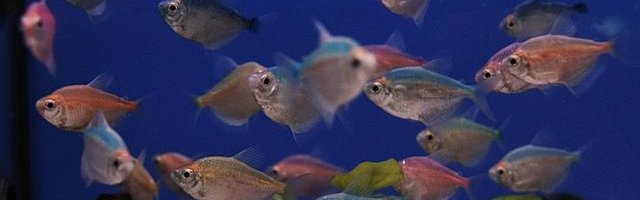 OVAKAV PRIZOR JOŠ NISTE VIDELI! Jato riba ide u istom pravcu (Video)